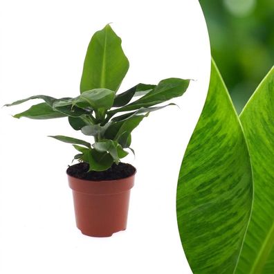 Musa Oriental Dwarf – Zwergbanane - Ø12cm - 30cm