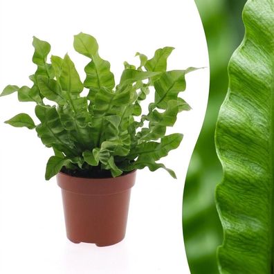 Asplenium Crispy Wave – Asplenium Crispy Wave - Ø12cm - 290-305cm