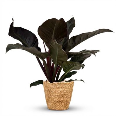 Philodendron - Philodendron Imperial Red - Rot - Pflegeleicht - mit Korb - Ø19cm