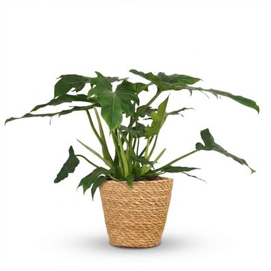 Philodendron - Philodendron Lacerum - Grün - Pflegeleicht - mit Korb - Ø19cm - 5