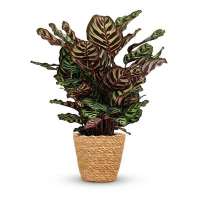 Pfauenpflanze - Calathea Makoyana - Grün - Pflegeleicht - mit Korb - Ø19cm - 60