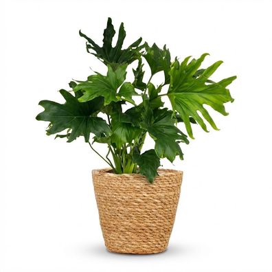 Philodendron - Philodendron Lickety split - Grün - Pflegeleicht - mit Korb - Ø19