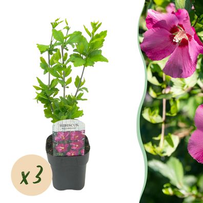 Hibiscus syriacus Woodbridge - Garten Hibiskus - Winterhart - Rosa - 3 Pflanzen