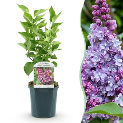 Syringa vulgaris Michel Buchner - Gewöhnlicher Flieder - Winterhart - Rosa - Ø17