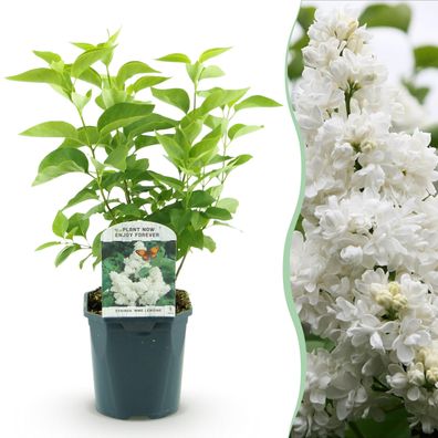 Syringa vulgaris mme Lemoine - Gewöhnlicher Flieder - Winterhart - Weiß - Ø17cm