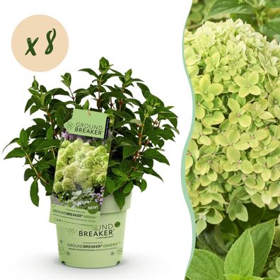 Hydrangea panniculata Groundbreaker Greeny - Pflaumenhortensie - Winterhart - Crem