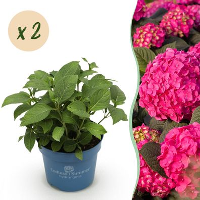 Hydrangea Endles Summer Love Red - Hortensie - Winterhart - Rot - 2 Pflanzen - Ø1