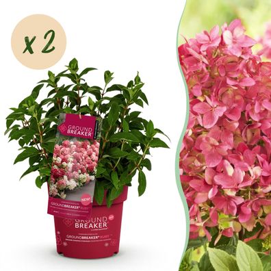 Hydrangea panniculata Groundbreaker Ruby - Hortensie - Winterhart - Rot - 2 Pflanz