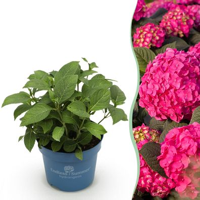 Hydrangea Endles Summer Love Rot - Hortensie - Winterhart - Rot - Ø14cm - 20-25cm