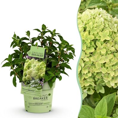 Hydrangea panniculata Groundbreaker Greeny - Pflaumenhortensie - Winterhart - Crem