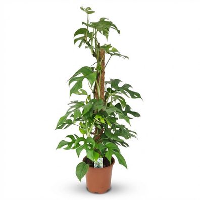Mini-Lochpflanze - Monstera Minima Moss Vine - Grün - Pflegeleicht - Ø19cm - 80