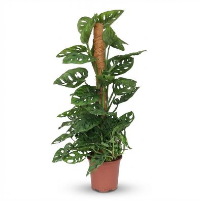 Monkey Mask - Monstera Andansonii Moss vine - Grün - Pflegeleicht - Ø19cm - 80-9