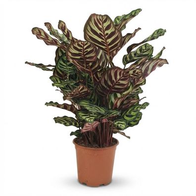 Pfauenpflanze - Calathea Makoyana - Grün - Pflegeleicht - Ø19cm - 60-70cm - Zimm