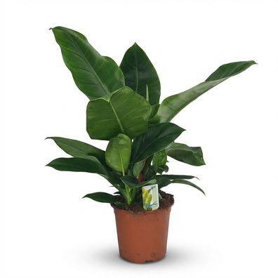 Philodendron - Philodendron Imperial Green - Grün - Pflegeleicht - Ø19cm - 55-65
