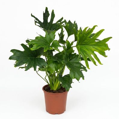 Philodendron - Philodendron Lickety split - Grün - Pflegeleicht - Ø19cm - 60-70c