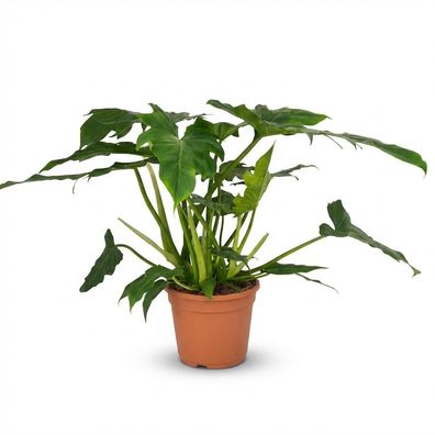 Philodendron - Philodendron Lacerum - Grün - Pflegeleicht - Ø19cm - 55-65cm - Zi