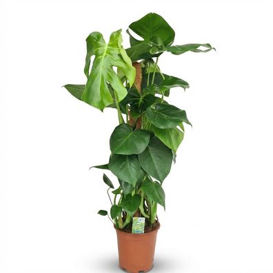 Lochpflanze - Monstera Deliciosa Moosranke - Grün - Pflegeleicht - Ø19cm - 80-90
