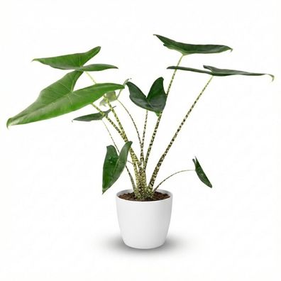 Elefantenohr - Alocasia Zebrina - Grün - Pflegeleicht - mit Potter White - Ø21cm