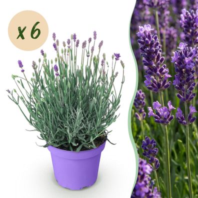 Lavandula angustifolia Munstead - Lavendel - Winterhart - Lila - 6 Pflanzen - Ø12