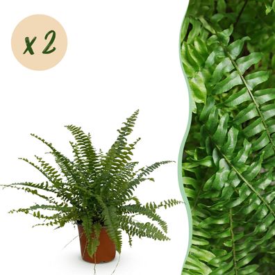 Nephrolepsis exaltata Green Lady - Farn - Haustierfreundlich - Grün - 2 Pflanzen