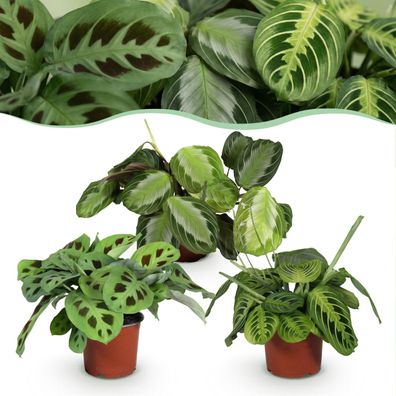 Marantha Silverband Marantha Lemon Lime Marantha Kerchoveana - Gebetspflanze - Hau