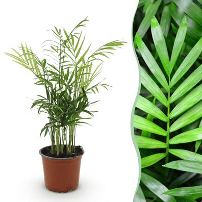 Chamaedorea elegans - Goldpalme - Haustierfreundliche Pflanze - Grün - Ø12cm - 1