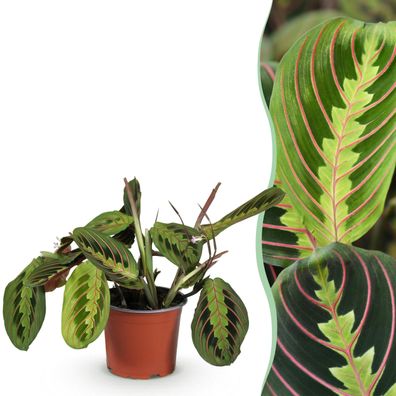 Maranta Fascinator Tricolour - Gebetspflanze - Haustierfreundliche Pflanze - Grün