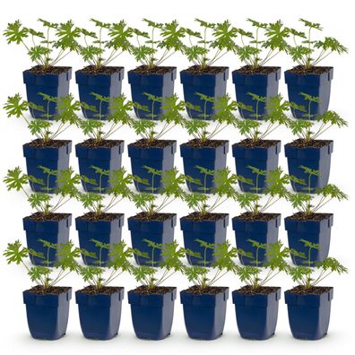 Geranium Tricolour – Storchschnabel – Bodendecker – Violett – Rosa – Wei