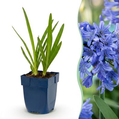 Agapanthus africanus – Afrikanische Lilie – Bienen- und Schmetterlingsmagnet ?