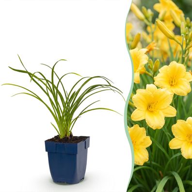 Hemerocallis Stella d'Oro – Taglilie – Bienen- und Schmetterlingsmagnet – Ge