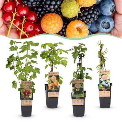 Ribes -Rubes-Vaccinium Mix - Regenbogen - Winterhart - Rotbeere - Brombeere - Gelb