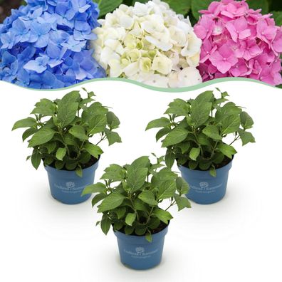Hortensie Endless Summer Blau - Rosa - Weiß - Hortensie - winterhart - Blau - Ros