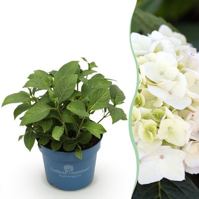 Hortensie Endles Sommer Die Braut - Hortensie - Hardy - Weiß - Ø14cm - 20-25cm