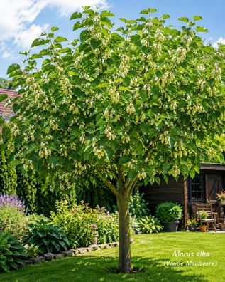 Weisse Maulbeere Morus alba 50-70 cm winterharter Maulbeerbaum Obstbaum