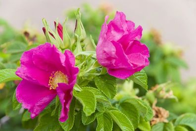 Heckenrose Rosa canina Hundsrose Hagebutte 25 Samen