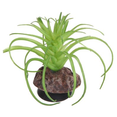 Hobby Terra Succulent 5 - Höhe 8cm