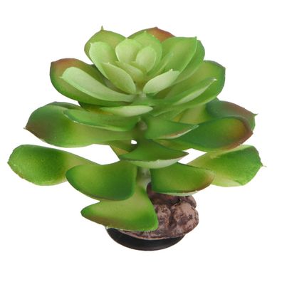 Hobby Terra Succulent 4 - Höhe 17cm