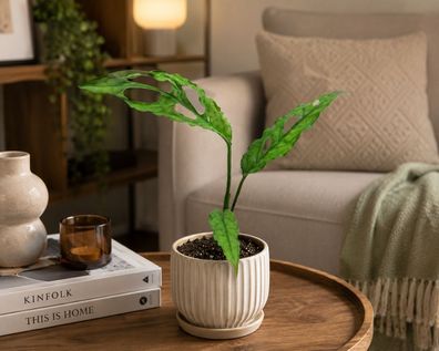 Monstera obliqua Peru ca. 20 cm Fensterblatt Zimmerpflanze selten Grünpflanze