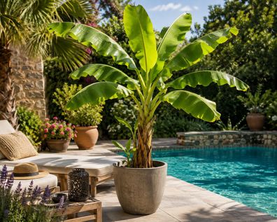 Musa Basjoo Japanische Faserbanane Winterharte Bananenpflanze 30-50 cm