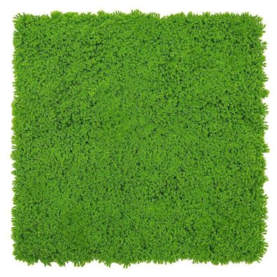JANGAL Modular Wall Pflanzenwand 520 x 520 mm Design Moos Lime Green