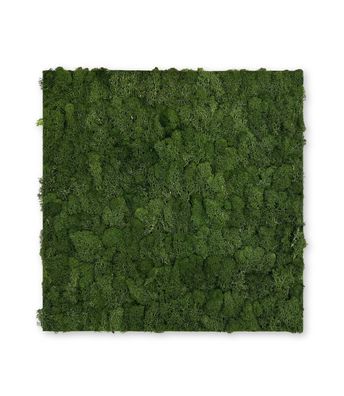 JANGAL Modular Wall Mooswand 520 x 520 mm Echtmoos Dark Green Moos