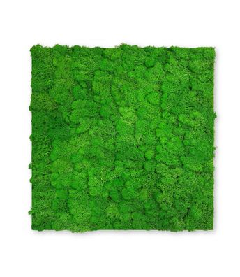 JANGAL Modular Wall Mooswand 520 x 520 mm Echtmoos Rich Green Moos