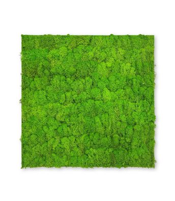 JANGAL Modular Wall Mooswand 520 x 520 mm Echtmoos Bright Green Moos