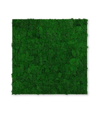 JANGAL Modular Wall Mooswand 520 x 520 mm Echtmoos Nature Green Moos