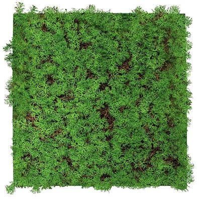 JANGAL Modular Wall Pflanzenwand 520 x 520 mm Nature Design Thuja Tea Tree