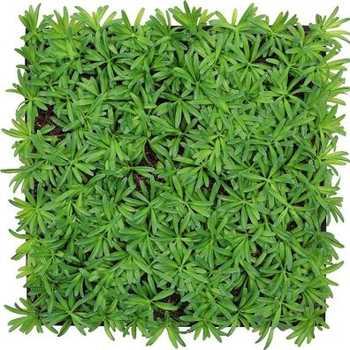 JANGAL Modular Wall Pflanzenwand 520 x 520 mm Nature Design Podocarpus Tea Tree