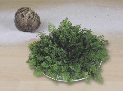 Rose von Jericho - Aufblühende Wunderpflanze, 12 cm Durchmesser