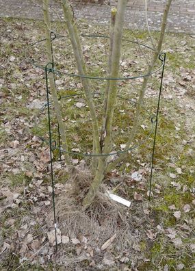 Rosenstütze Metall 60x35 Blumenstütze Strauchstütze Pflanzenhalter Staudenhalter