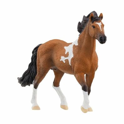 Horse Club Mangalarga Marchador Hengst