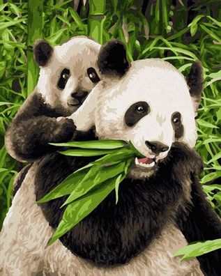 Pandabären